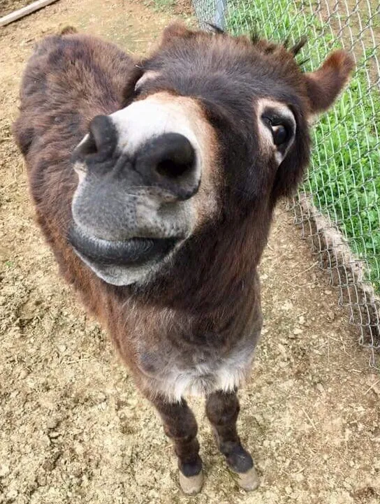 Jaxson, a mini donkey born at the sanctuary, looking up at the camera