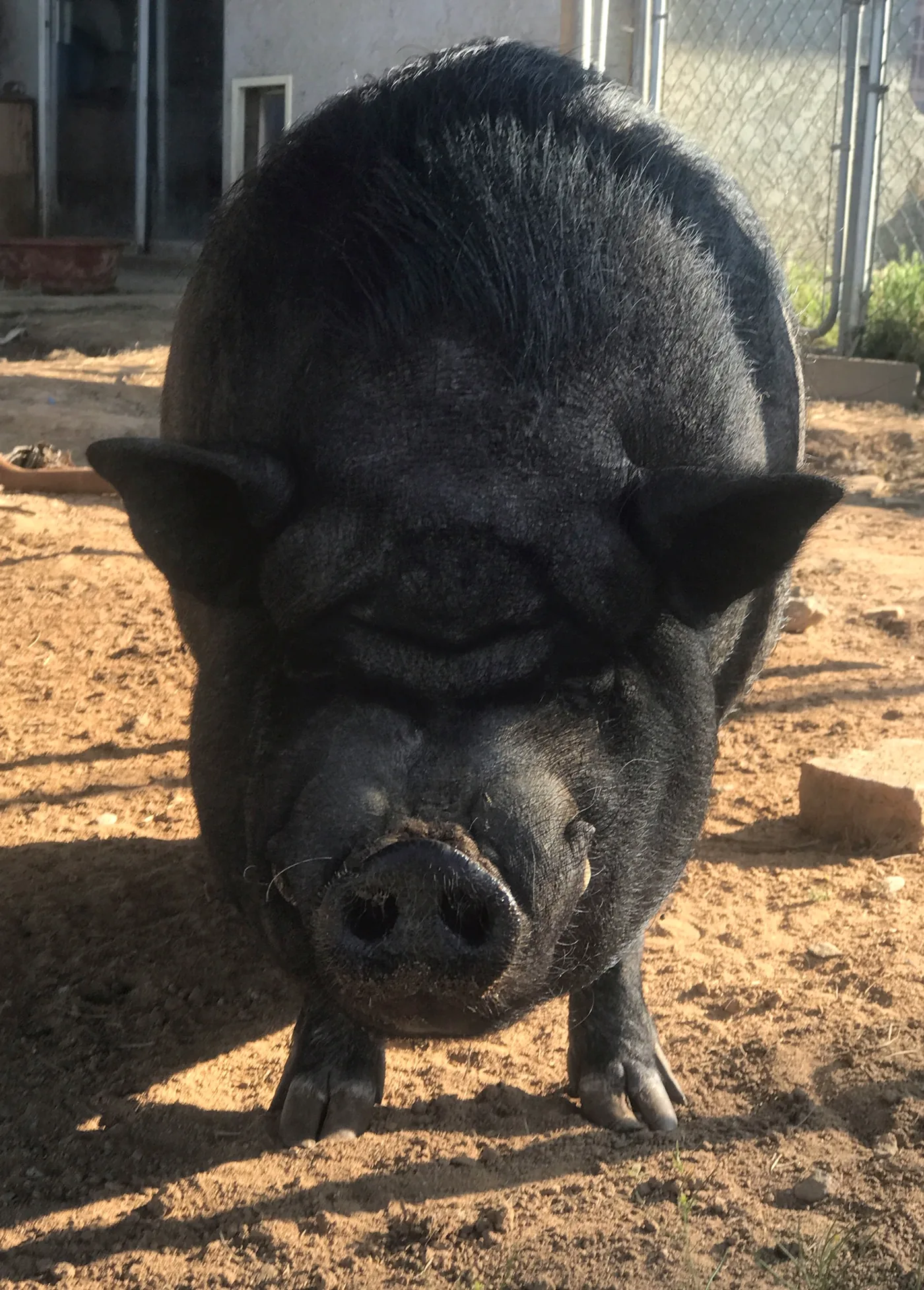 Sammy, the pot belly pig who started the sanctuary in 2013